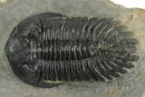 Detailed Hollardops Trilobite - Large Specimen #191857-2